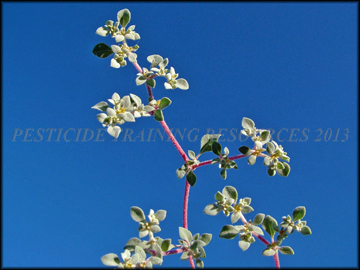 Foliage and Stems