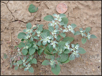Small Plant