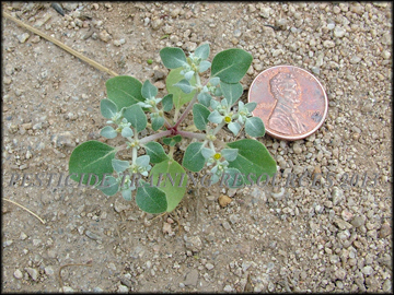 Small Plant