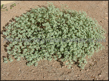 Plants