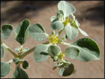 foliage, Flower