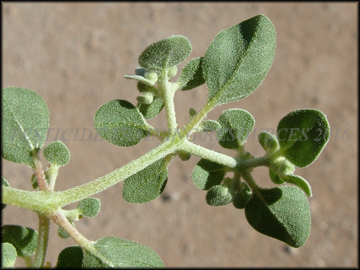 bottom of foliage