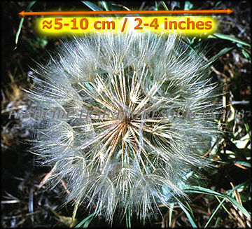 Seed Head