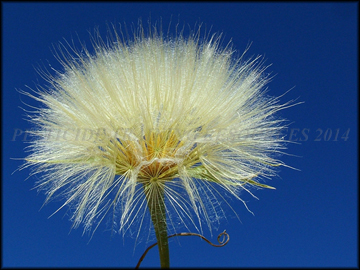 Seed Head