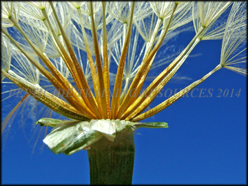 Seed