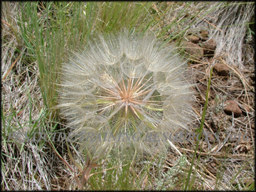 Seed Head