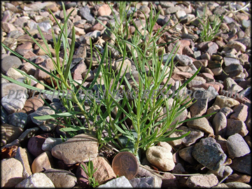 Small Plant