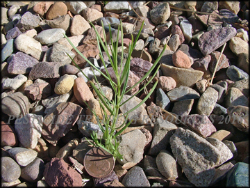 Small Plant