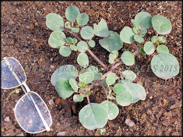 Small plant