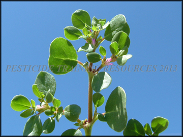 Foliage
