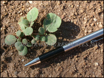 Small Plant