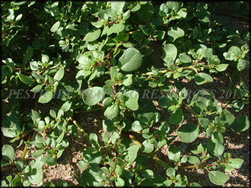 Foliage