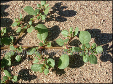 Foliage