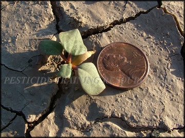 Seedling