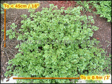 Growth Habit