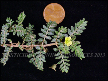 Foliage