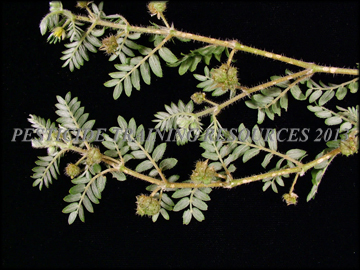Foliage