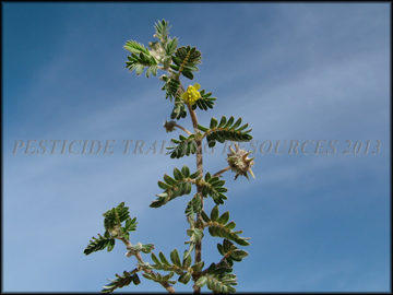 Foliage
