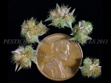 Seedpods