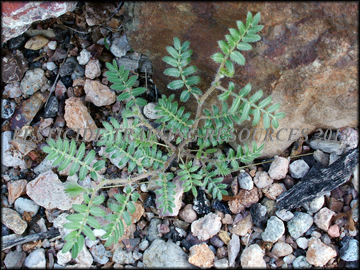 Small Plants