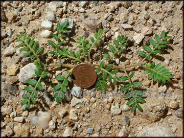 Small Plant