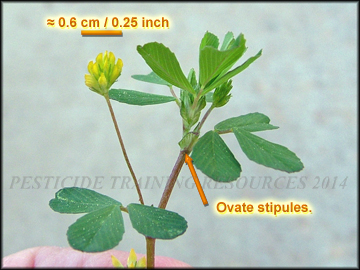 Foliage, Stem, Stiplules