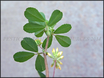 Back of Leaves
