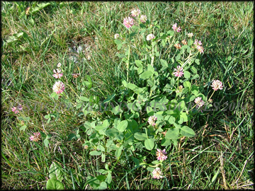 Plant
