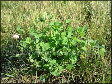 Plant