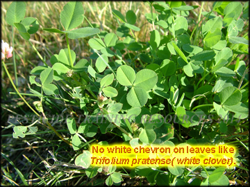 Foliage