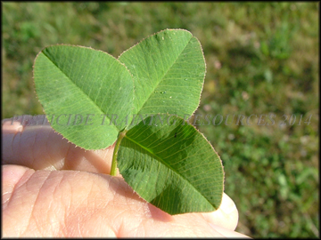 Leaflet