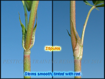 Stipules