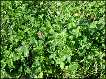 Foliage