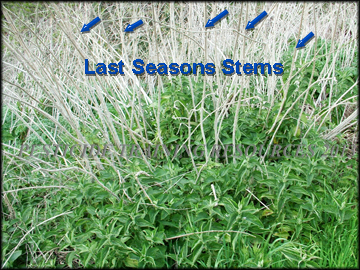 Regrowth of Plants