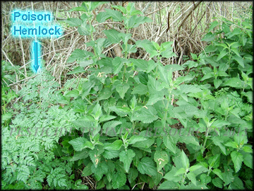 Foliage