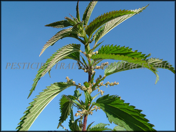 Stem with Flowers