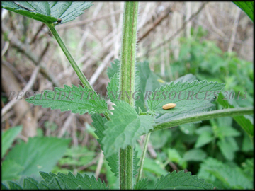 Stem