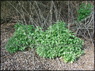 Spring Regrowth