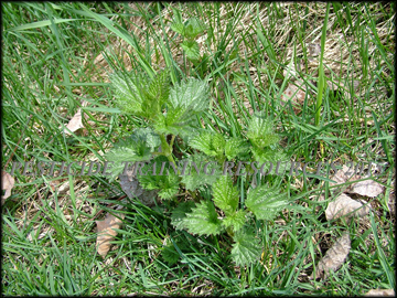 Seedling