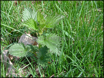Seedling