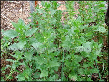 Plants