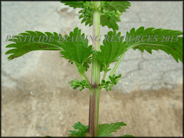 Flowers, Stems