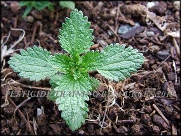 Foliage