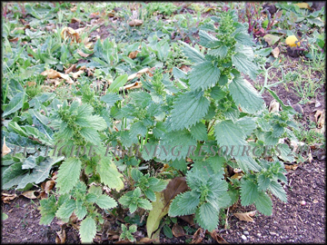 Plants