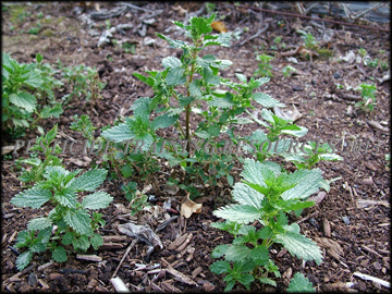 Plants