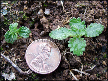 Small Plants