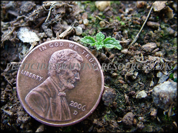 Seedling