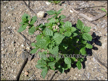 Plant
