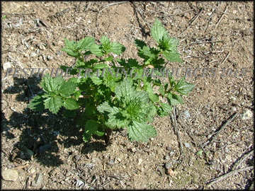 Plants