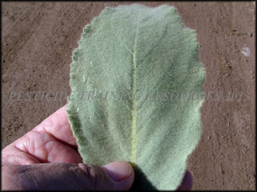 Leaf